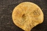 Kosmoceras medea - callovian - Saint Laon, 86 - FRANCE