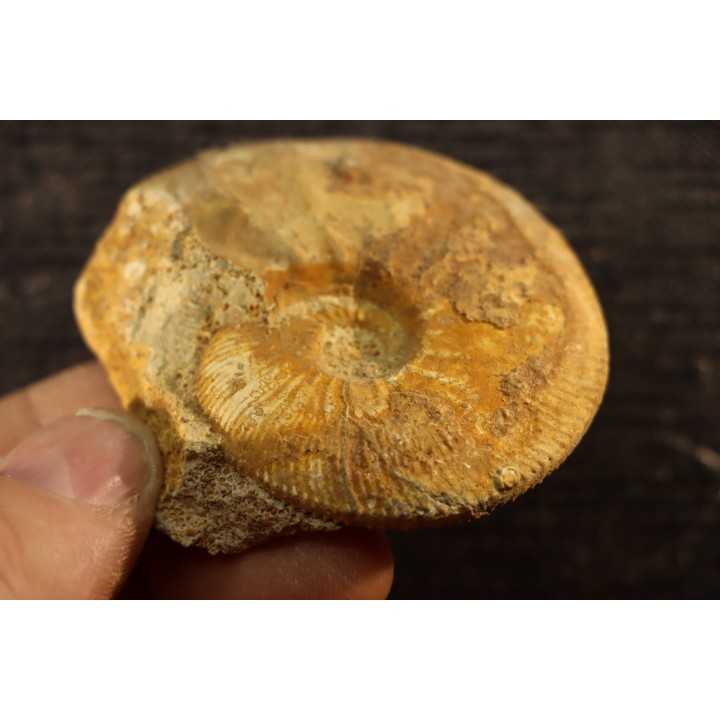 Kosmoceras medea - callovian - Saint Laon, 86 - FRANCE