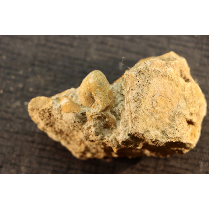 Oecoptychius refractus - callovien - Saint Laon – 86 - France