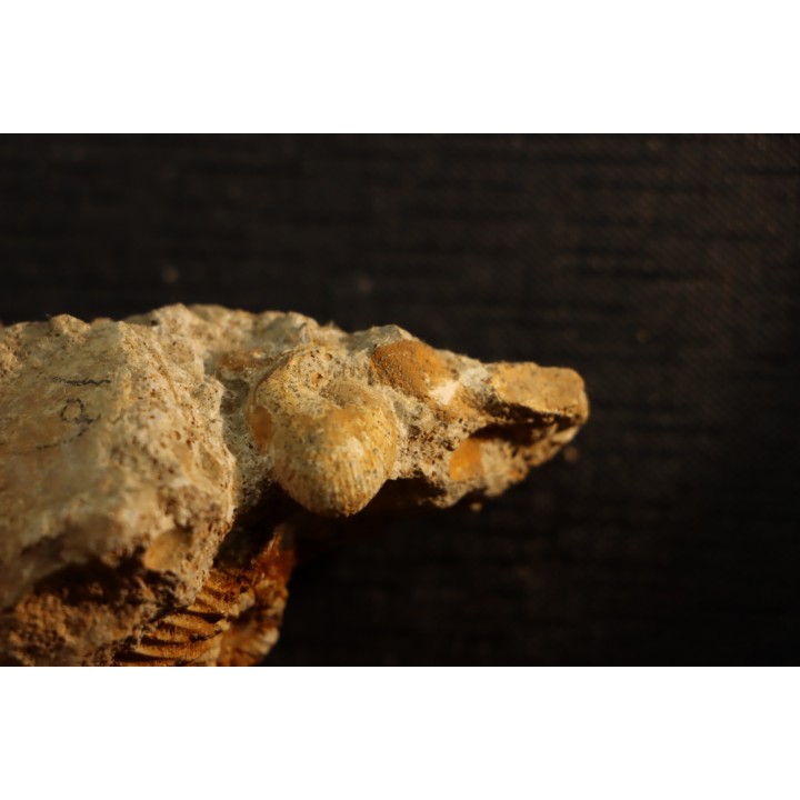 Oecoptychius refractus - callovien - Saint Laon – 86 - France