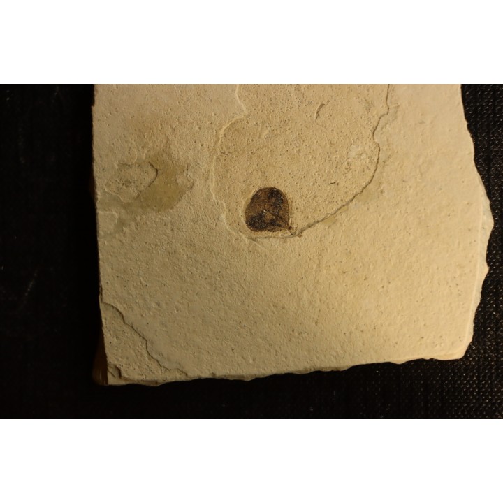 intéressante collection de 7 feuilles a déterminer  oligocène supérieur  anciennes plâtrières d'Aix en Provence -FRANCE