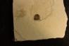 intéressante collection de 7 feuilles a déterminer oligocène supérieur anciennes plâtrières d'Aix en Provence -FRANCE