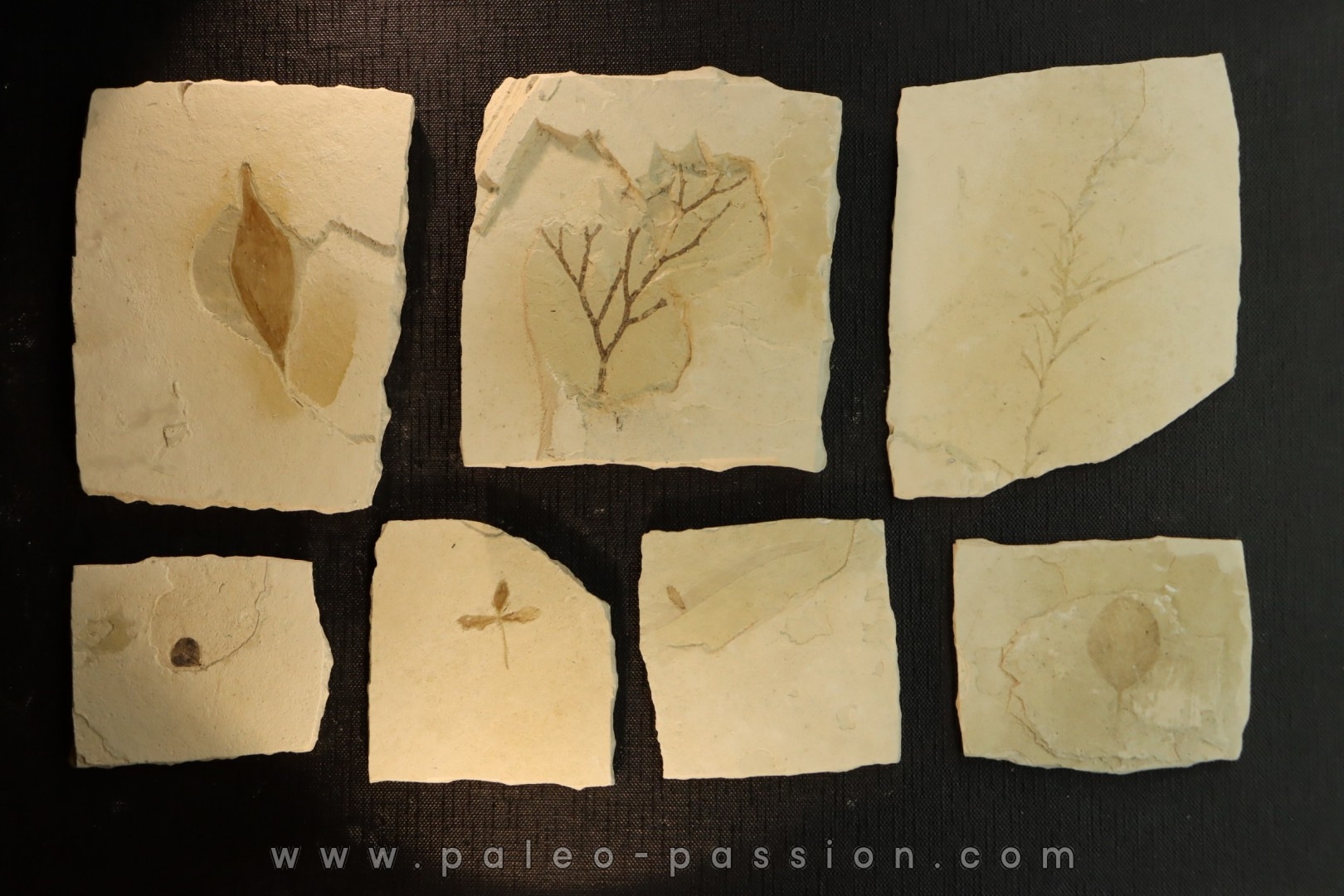 intéressante collection de 7 feuilles a déterminer oligocène supérieur anciennes plâtrières d'Aix en Provence -FRANCE