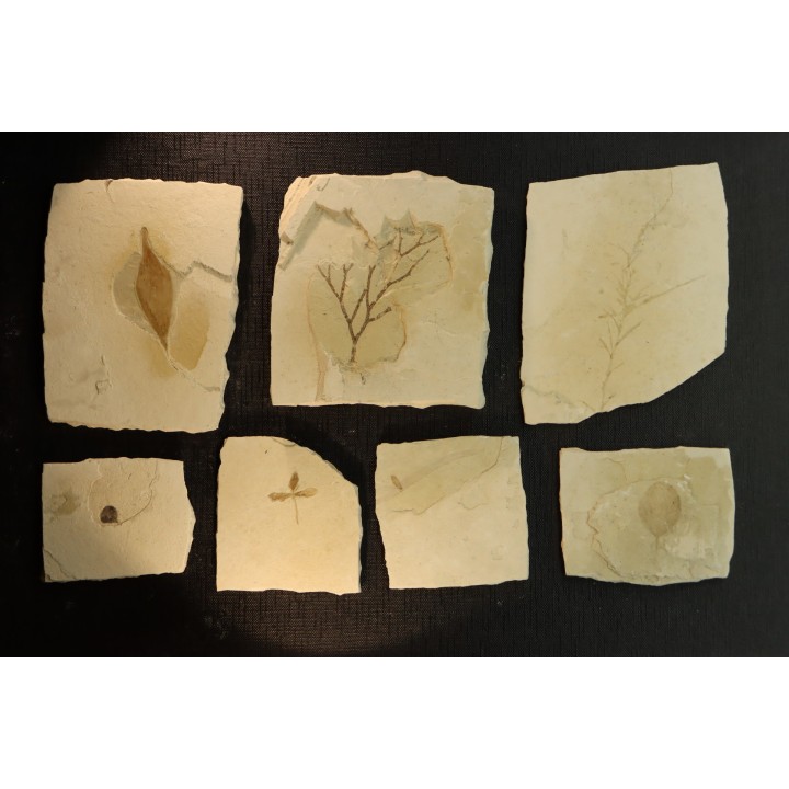 intéressante collection de 7 feuilles a déterminer  oligocène supérieur  anciennes plâtrières d'Aix en Provence -FRANCE
