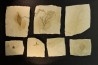 intéressante collection de 7 feuilles a déterminer oligocène supérieur anciennes plâtrières d'Aix en Provence -FRANCE