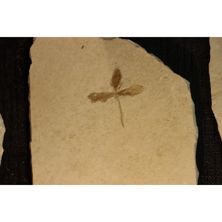intéressante collection de 7 feuilles a déterminer  oligocène supérieur  anciennes plâtrières d'Aix en Provence -FRANCE