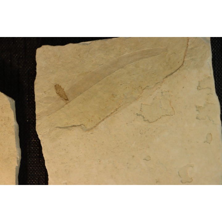 intéressante collection de 7 feuilles a déterminer  oligocène supérieur  anciennes plâtrières d'Aix en Provence -FRANCE