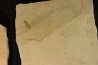 intéressante collection de 7 feuilles a déterminer oligocène supérieur anciennes plâtrières d'Aix en Provence -FRANCE
