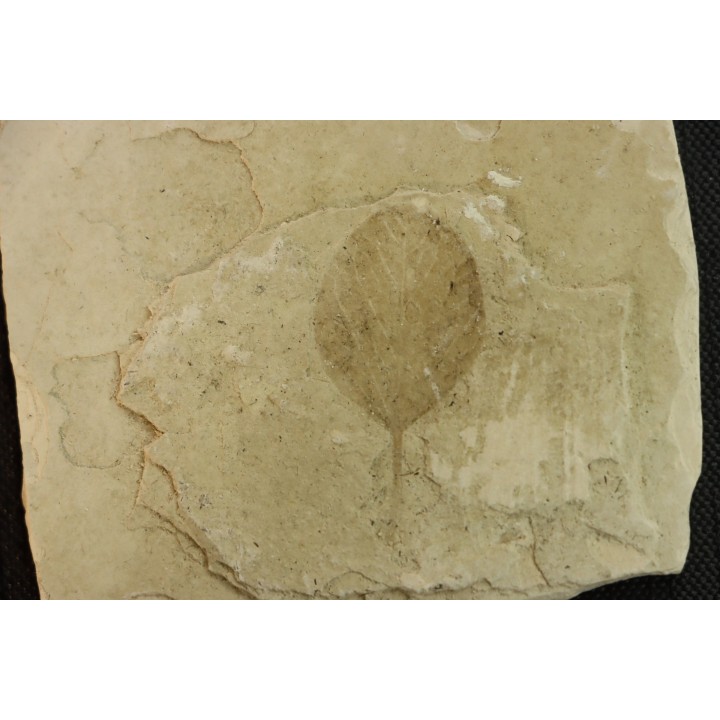 intéressante collection de 7 feuilles a déterminer  oligocène supérieur  anciennes plâtrières d'Aix en Provence -FRANCE