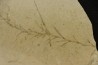 intéressante collection de 7 feuilles a déterminer oligocène supérieur anciennes plâtrières d'Aix en Provence -FRANCE