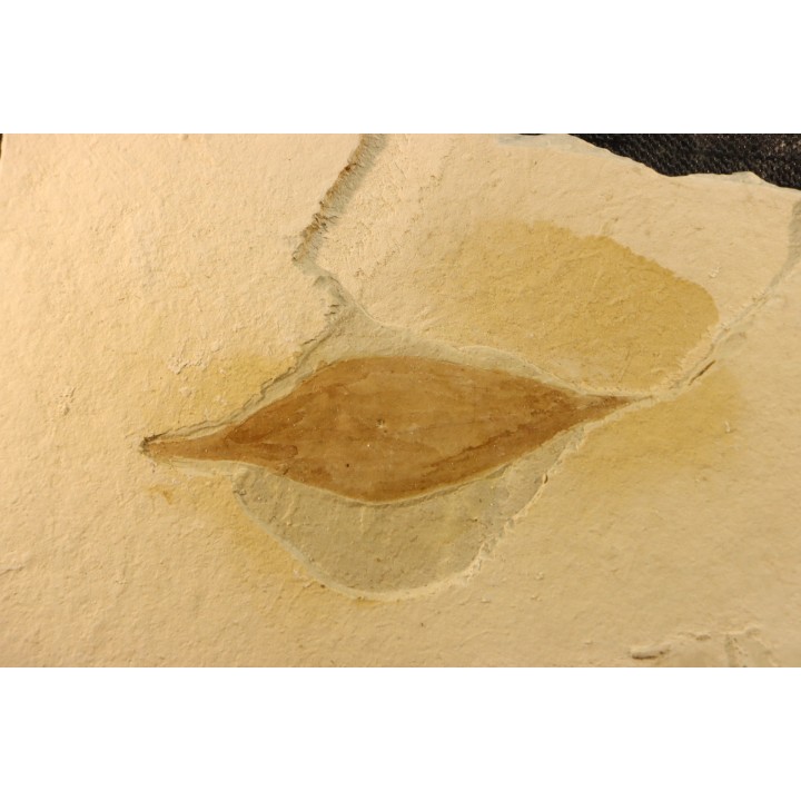 intéressante collection de 7 feuilles a déterminer  oligocène supérieur  anciennes plâtrières d'Aix en Provence -FRANCE