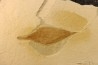 intéressante collection de 7 feuilles a déterminer oligocène supérieur anciennes plâtrières d'Aix en Provence -FRANCE