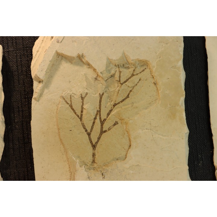 intéressante collection de 7 feuilles a déterminer  oligocène supérieur  anciennes plâtrières d'Aix en Provence -FRANCE
