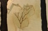 intéressante collection de 7 feuilles a déterminer oligocène supérieur anciennes plâtrières d'Aix en Provence -FRANCE