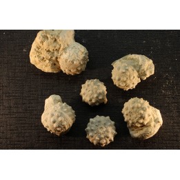 Intéressante collection de 6 oursins  HEMICIDARIS CRENULARIS  oxfordien  Novion-Porcien - Ardennes, France