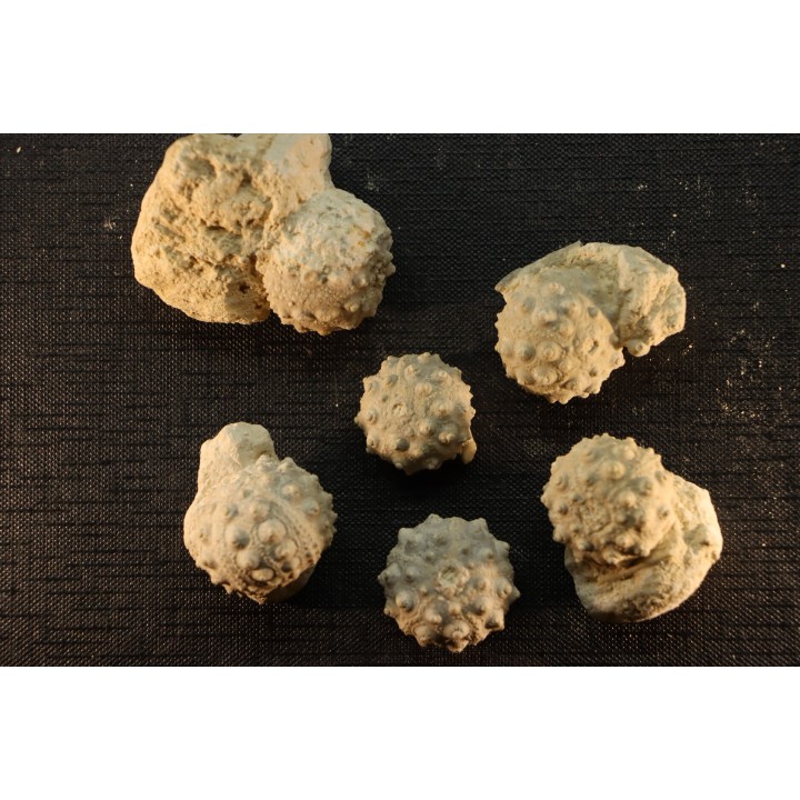 Intéressant set of 6 urchins  HEMICIDARIS CRENULARIS  oxfordian  Novion-Porcien - Ardennes, France