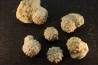 Intéressante collection de 6 oursins  HEMICIDARIS CRENULARIS  oxfordien  Novion-Porcien - Ardennes, France