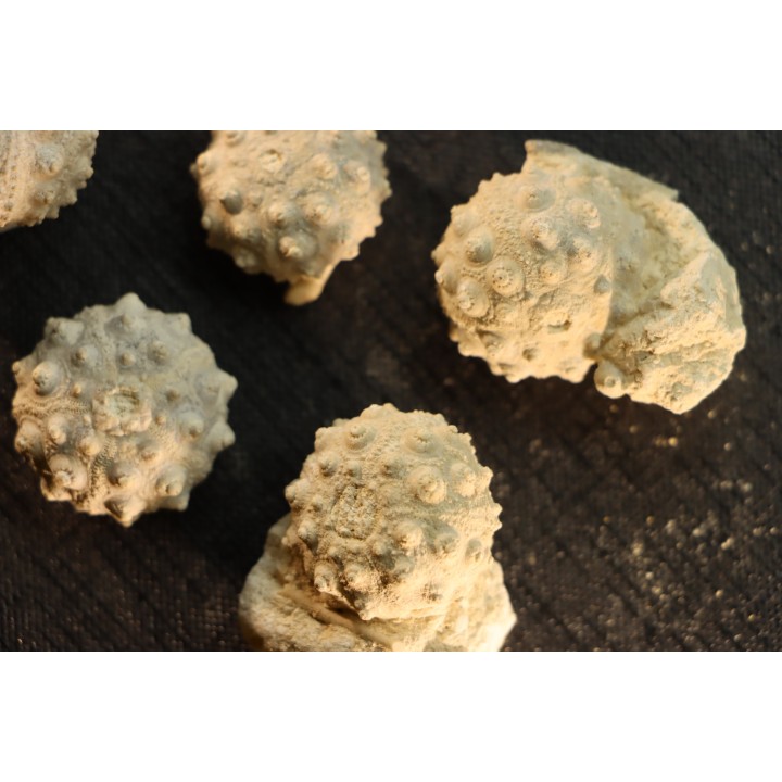 Intéressant set of 6 urchins  HEMICIDARIS CRENULARIS  oxfordian  Novion-Porcien - Ardennes, France