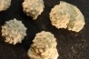 Intéressant set of 6 urchins  HEMICIDARIS CRENULARIS  oxfordian  Novion-Porcien - Ardennes, France