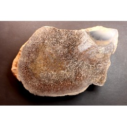 dinosaur bone Bothriospondylus - Bathonian - Madagascar