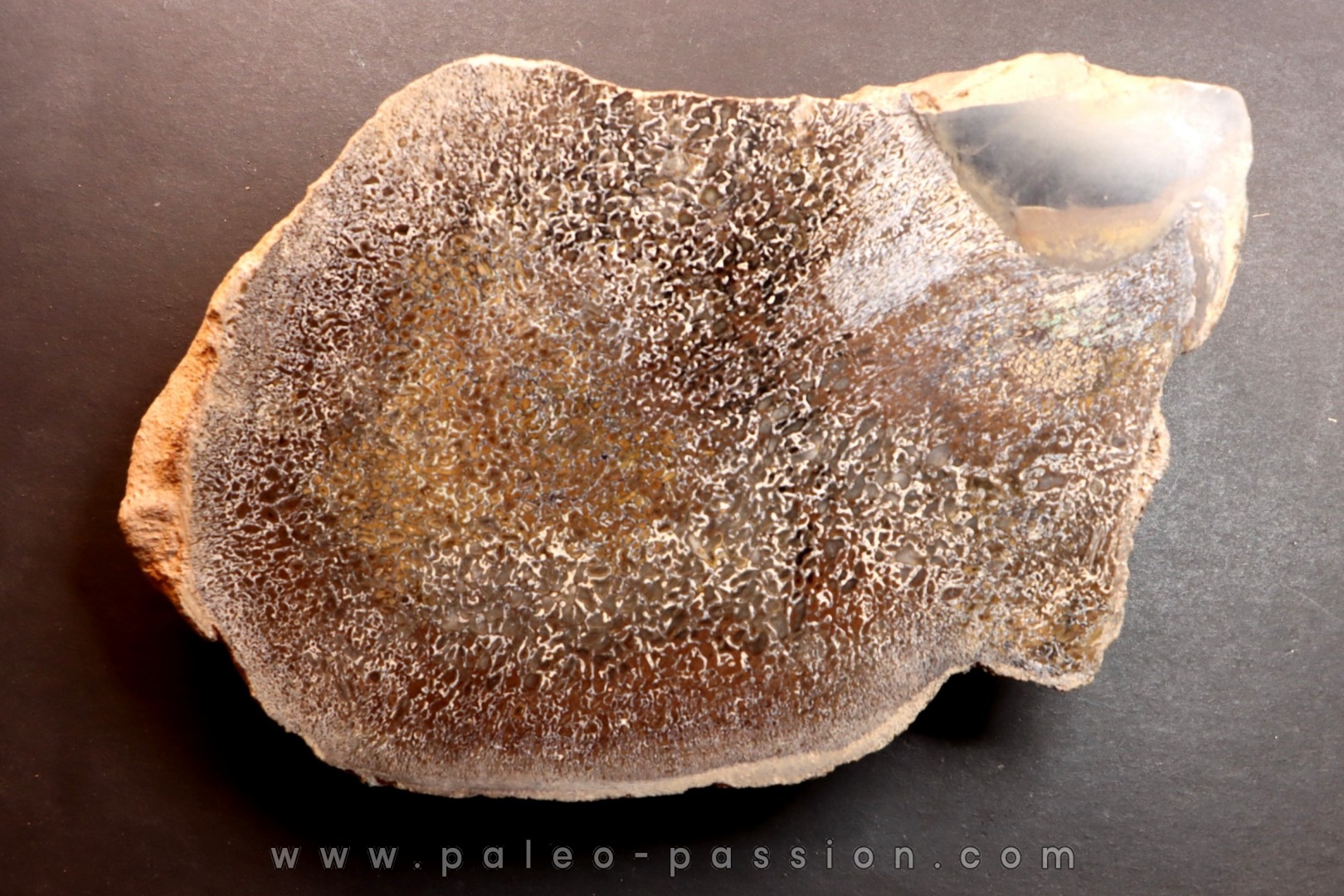 Os de dinosaure: Bothriospondylus madagascariensis - Bathonien - Madagascar