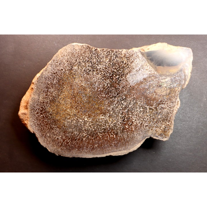 Os de dinosaure: Bothriospondylus madagascariensis - Bathonien - Madagascar