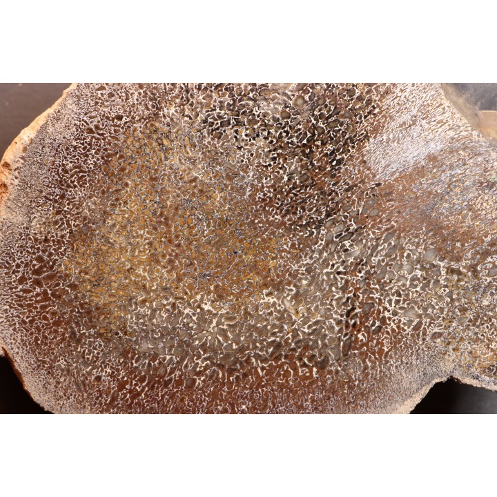 dinosaur bone Bothriospondylus - Bathonian - Madagascar
