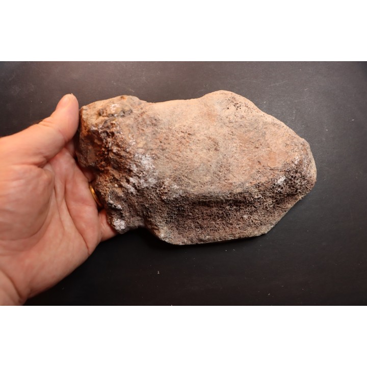 dinosaur bone Bothriospondylus - Bathonian - Madagascar