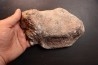 Os de dinosaure: Bothriospondylus madagascariensis - Bathonien - Madagascar