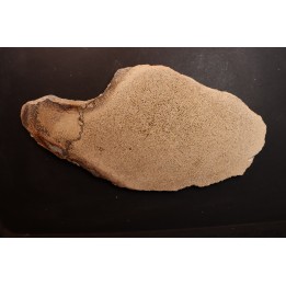 dinosaur bone Bothriospondylus - Bathonian - Madagascar