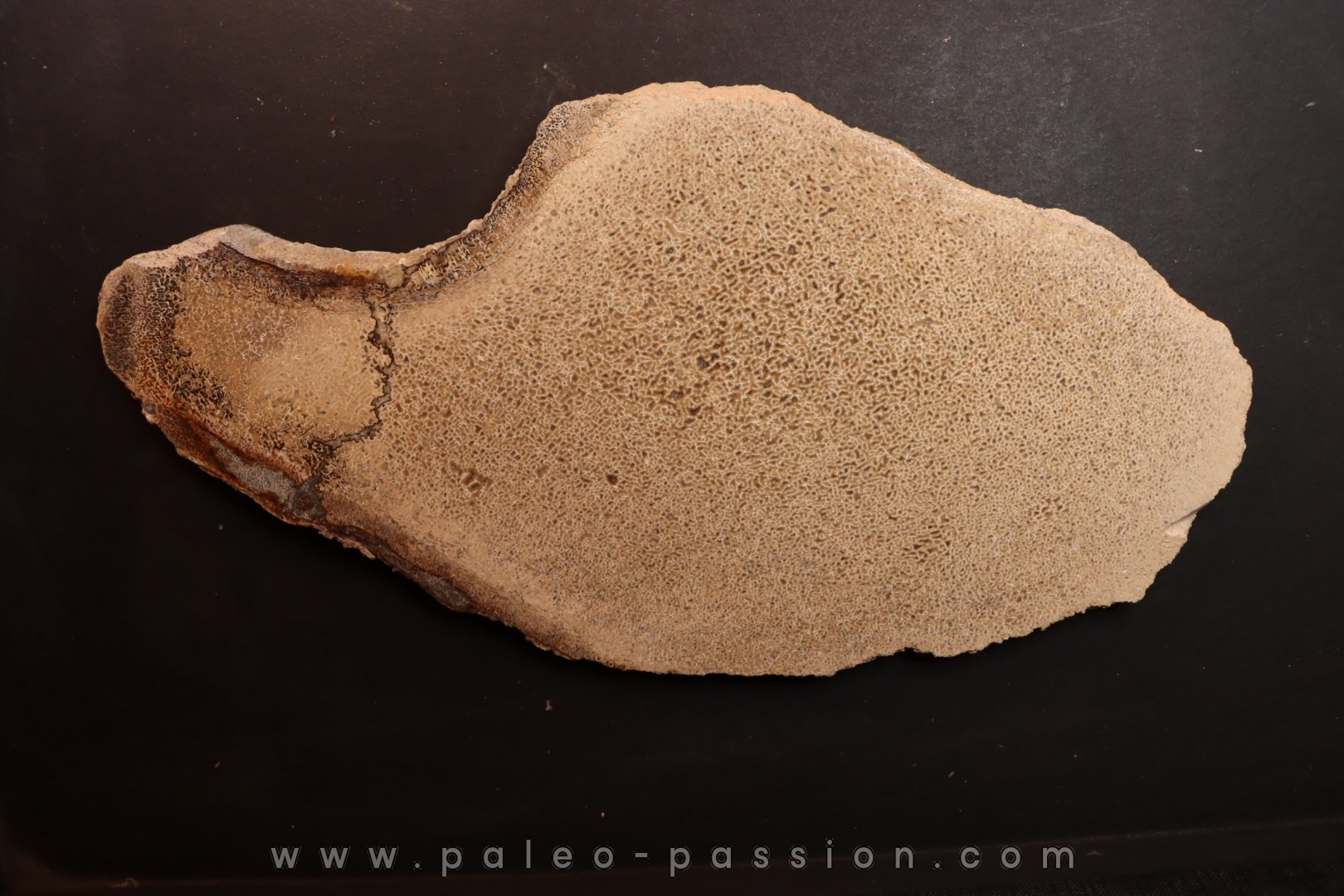 Os de dinosaure: Bothriospondylus madagascariensis - Bathonien - Madagascar