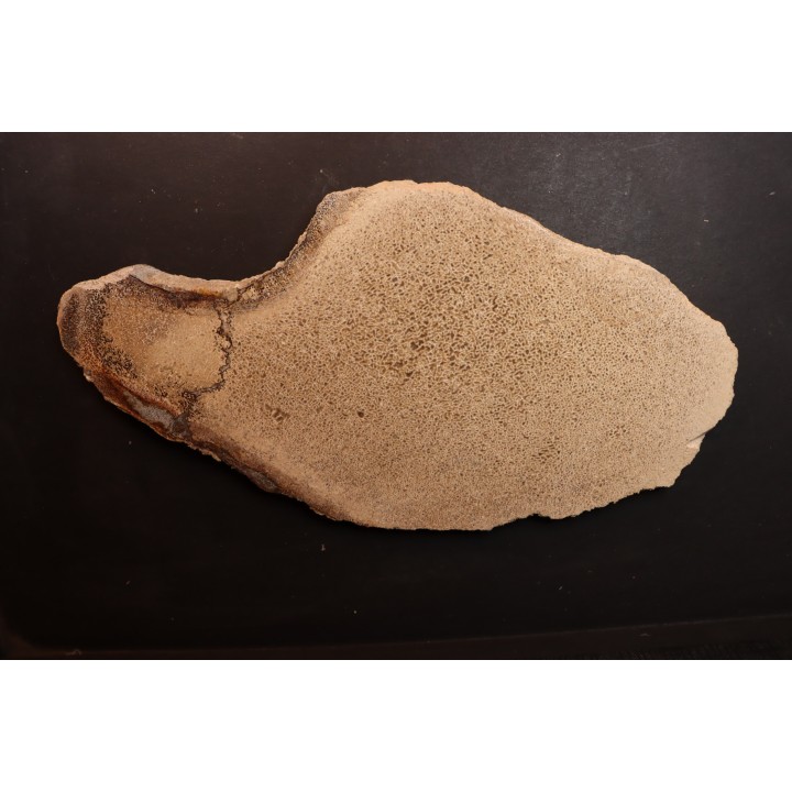 dinosaur bone Bothriospondylus - Bathonian - Madagascar