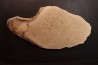 dinosaur bone Bothriospondylus - Bathonian - Madagascar