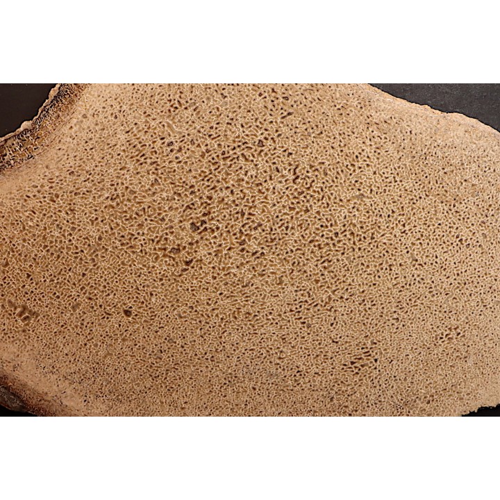 dinosaur bone Bothriospondylus - Bathonian - Madagascar