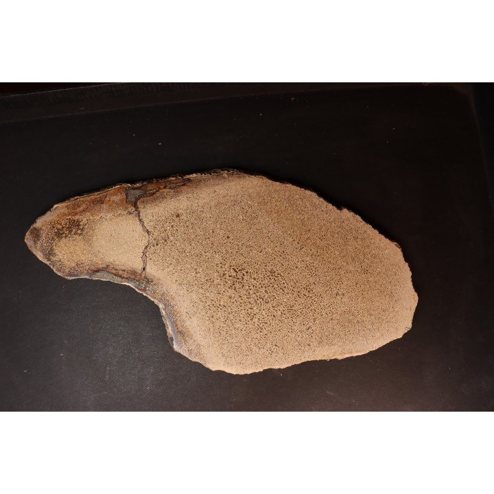 dinosaur bone Bothriospondylus - Bathonian - Madagascar