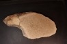 dinosaur bone Bothriospondylus - Bathonian - Madagascar