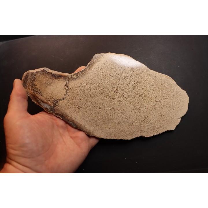 dinosaur bone Bothriospondylus - Bathonian - Madagascar