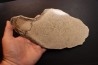 dinosaur bone Bothriospondylus - Bathonian - Madagascar