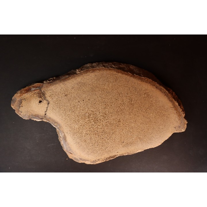 dinosaur bone Bothriospondylus - Bathonian - Madagascar