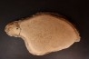 dinosaur bone Bothriospondylus - Bathonian - Madagascar