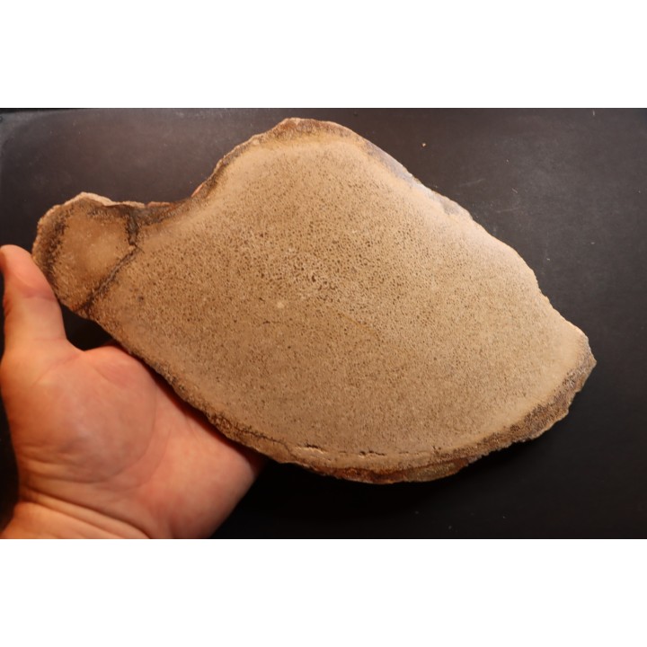 dinosaur bone Bothriospondylus - Bathonian - Madagascar