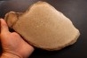 dinosaur bone Bothriospondylus - Bathonian - Madagascar