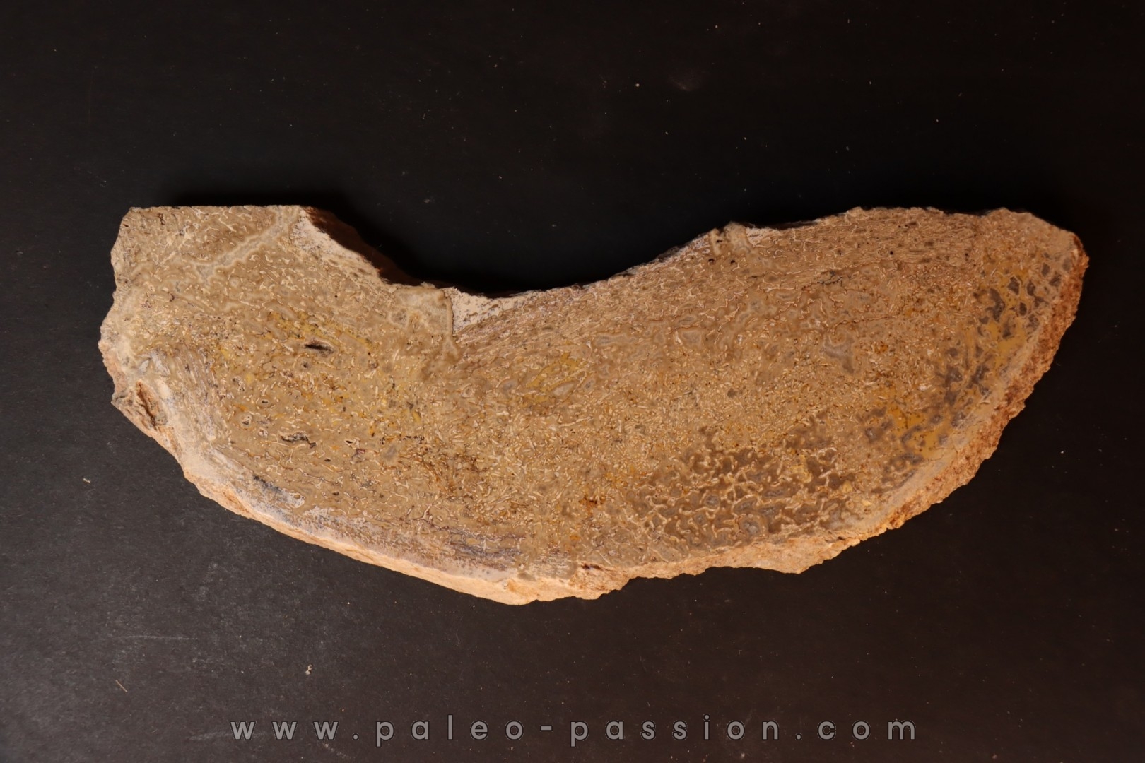 dinosaur bone Bothriospondylus - Bathonian - Madagascar