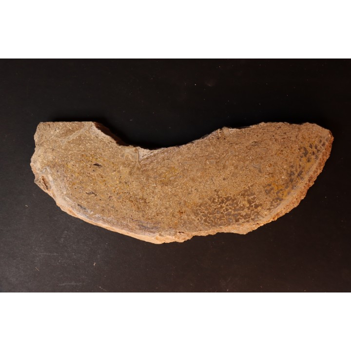 Os de dinosaure: Bothriospondylus madagascariensis - Bathonien - Madagascar