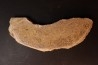 dinosaur bone Bothriospondylus - Bathonian - Madagascar