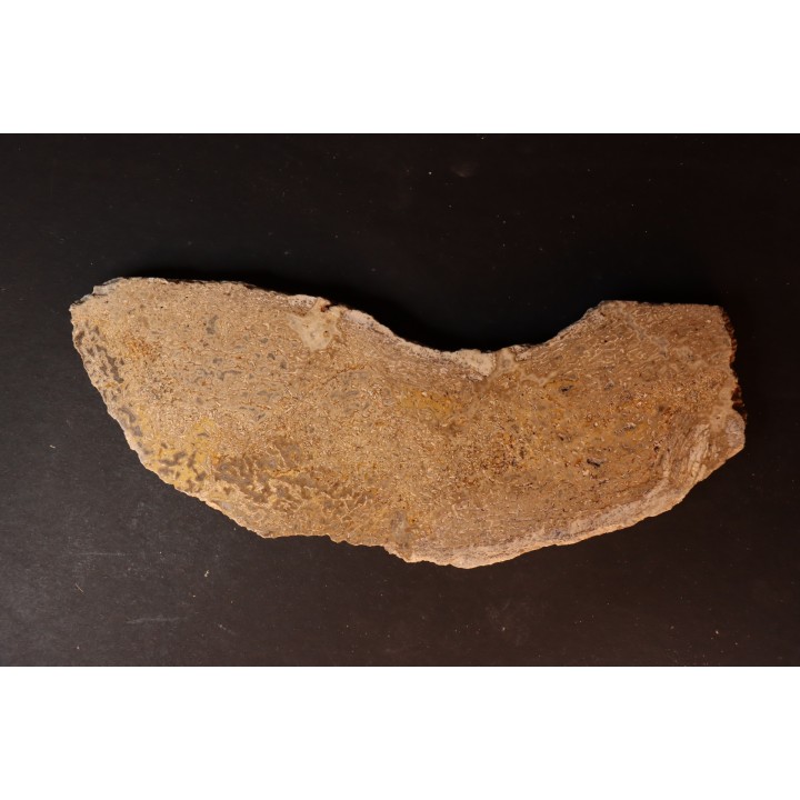 dinosaur bone Bothriospondylus - Bathonian - Madagascar