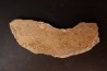dinosaur bone Bothriospondylus - Bathonian - Madagascar