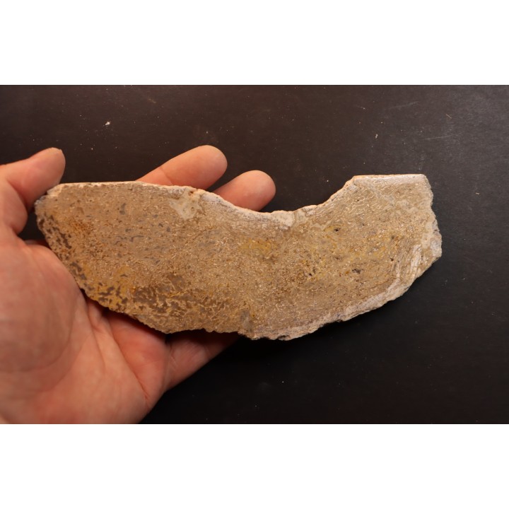 dinosaur bone Bothriospondylus - Bathonian - Madagascar