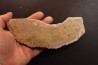 dinosaur bone Bothriospondylus - Bathonian - Madagascar