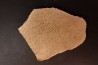 dinosaur bone Bothriospondylus - Bathonian - Madagascar